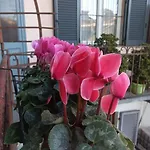 Pane E Tulipani, Cozy Apartment Near City Center